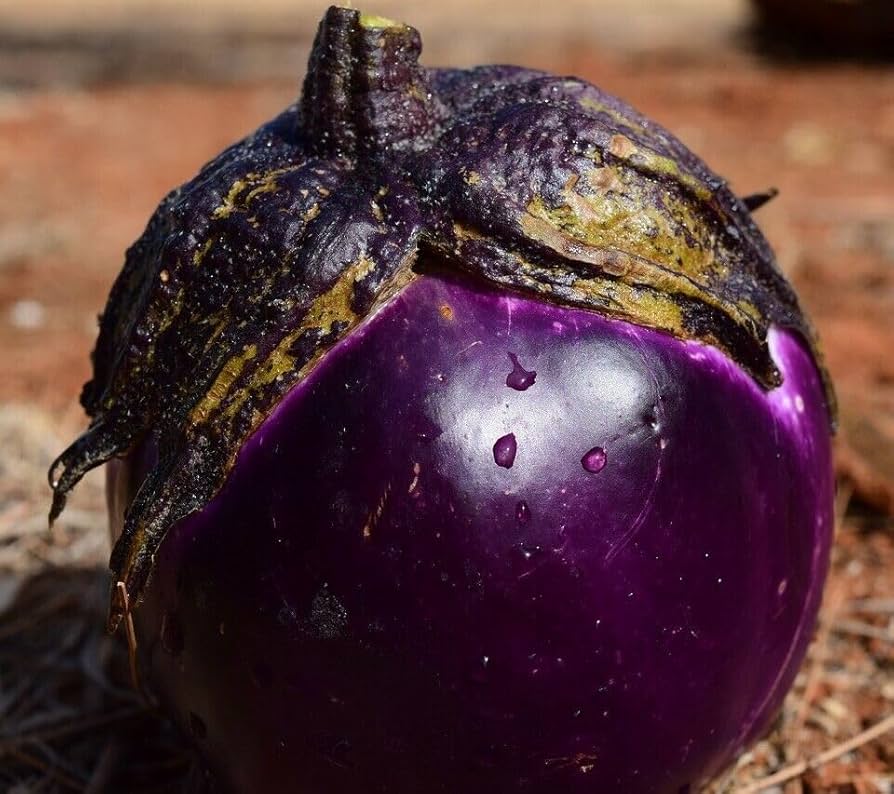 🍆INDIAN EGGPLANT🍆 x 15 organic seeds _2