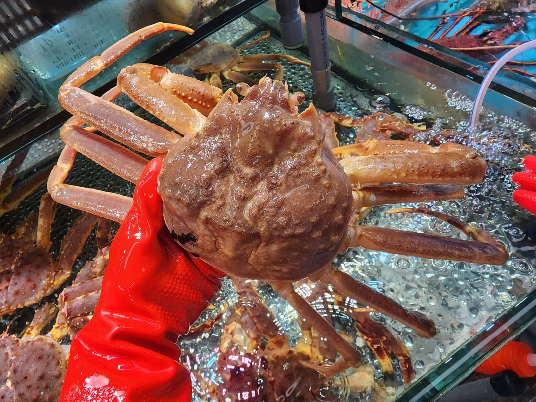 日本松葉蟹🦀(隻)