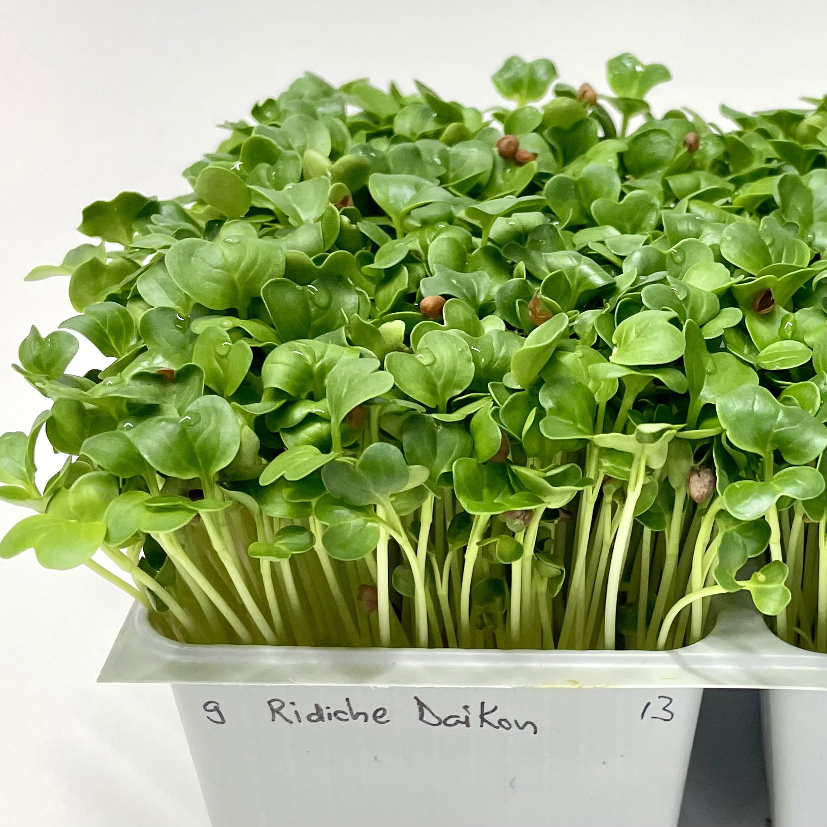 Ridiche DAIKON_0