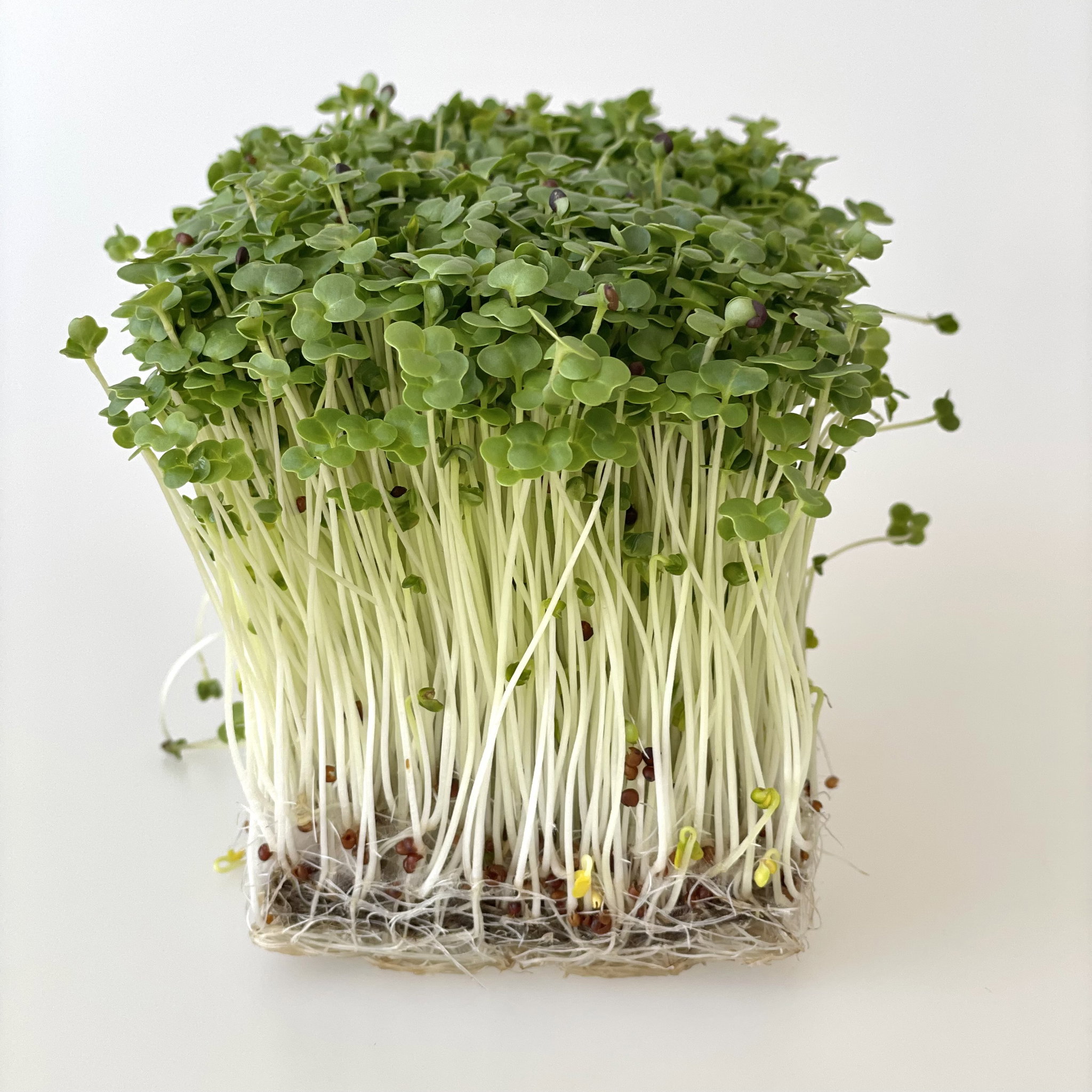 Broccoli Raab_2