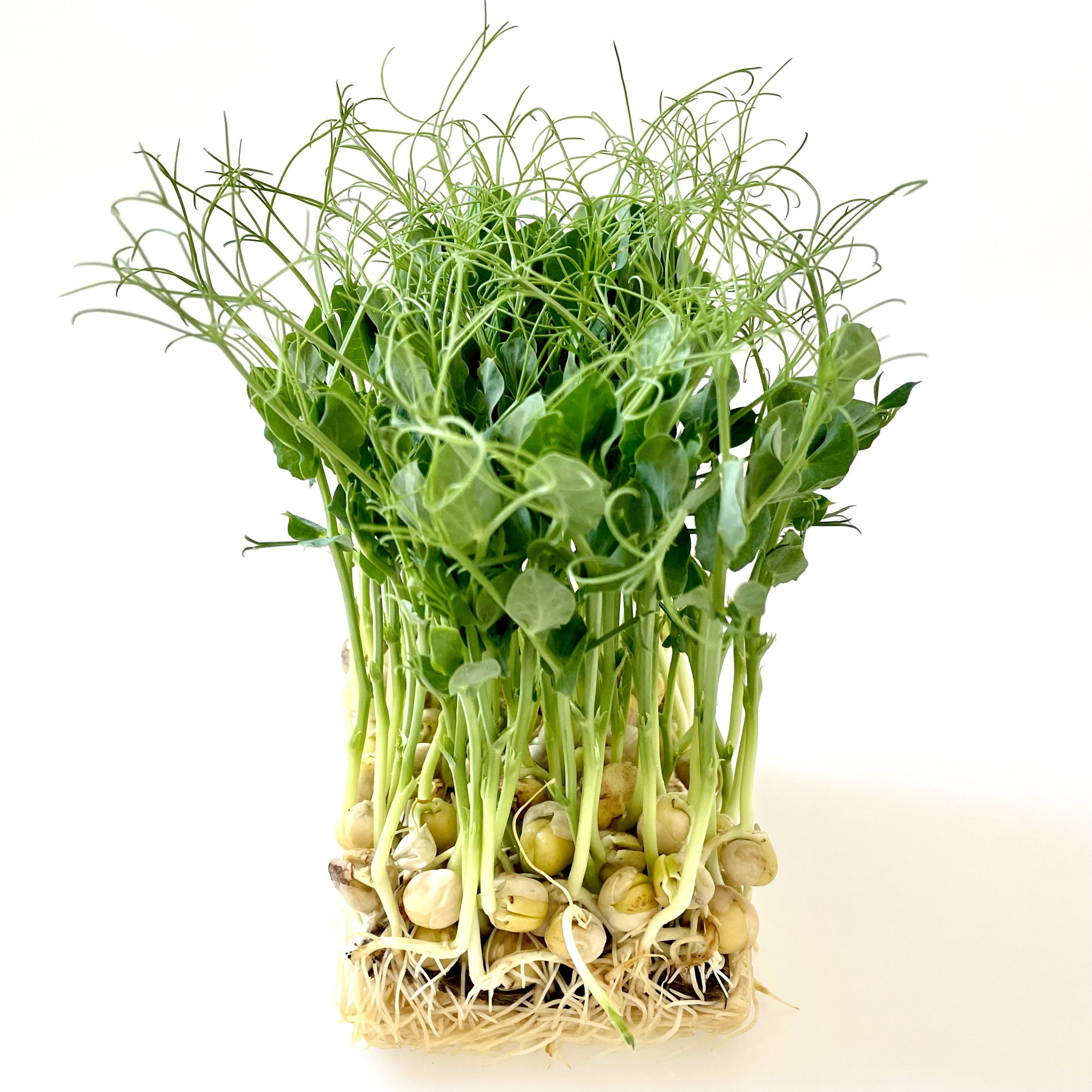 Mazăre Verde_0