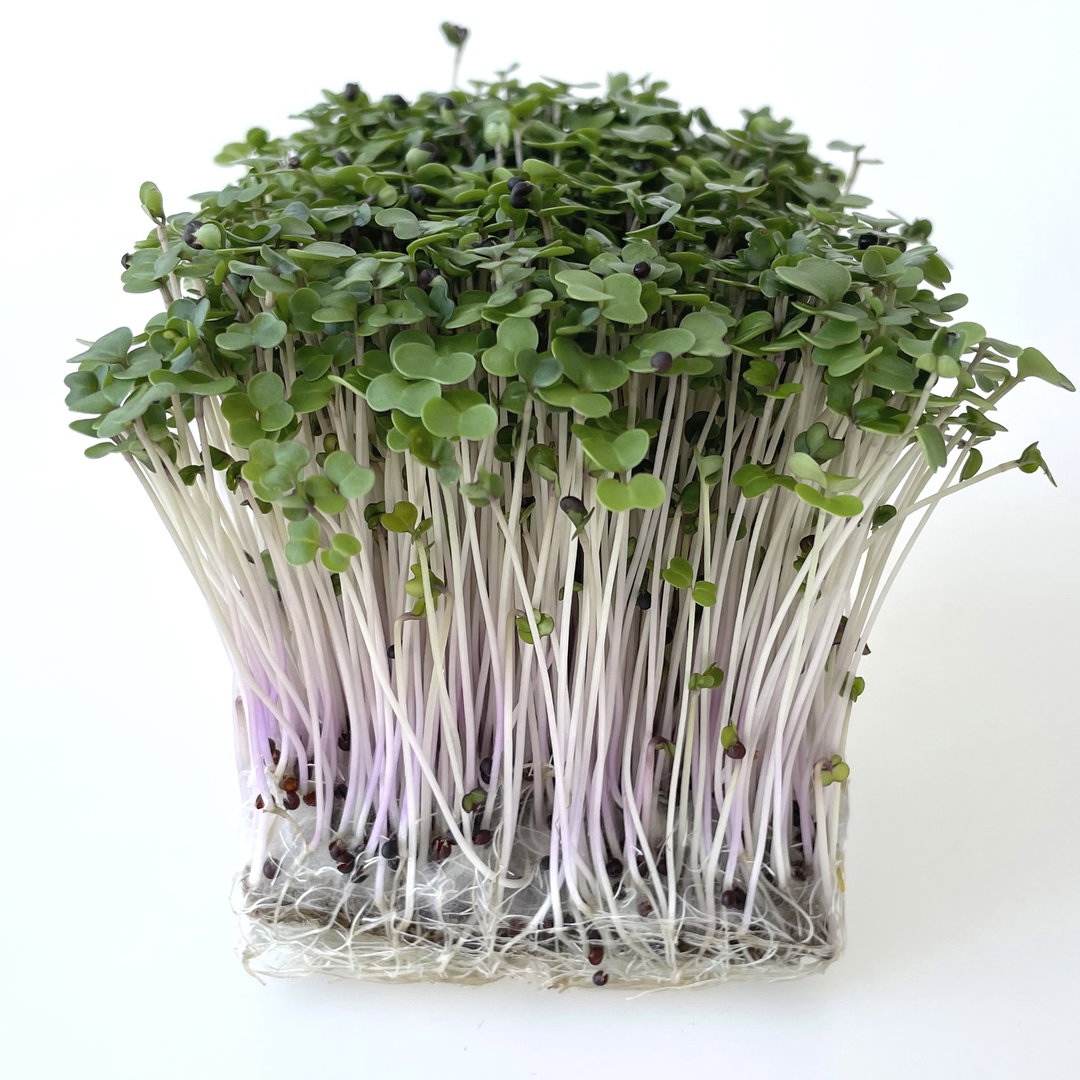 Varză Kale