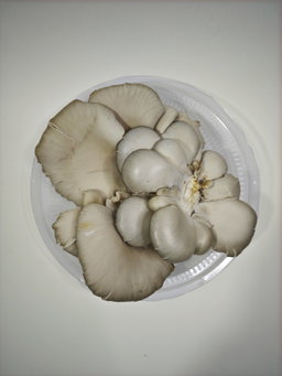 Blue Oyster Mushroom