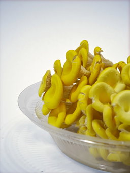 Yellow Oyster Mushroom