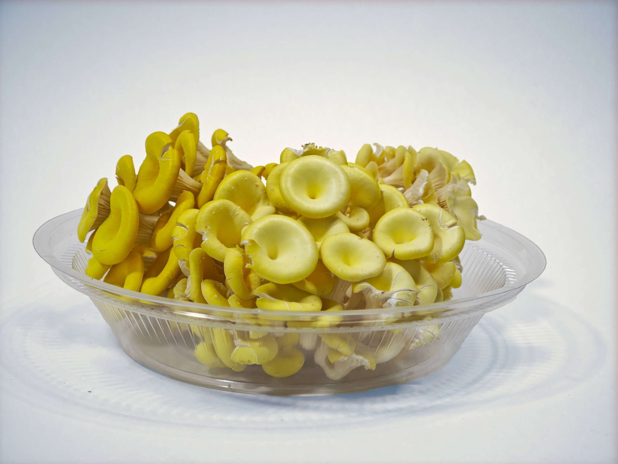 Yellow Oyster Mushroom_4