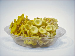 Yellow Oyster Mushroom