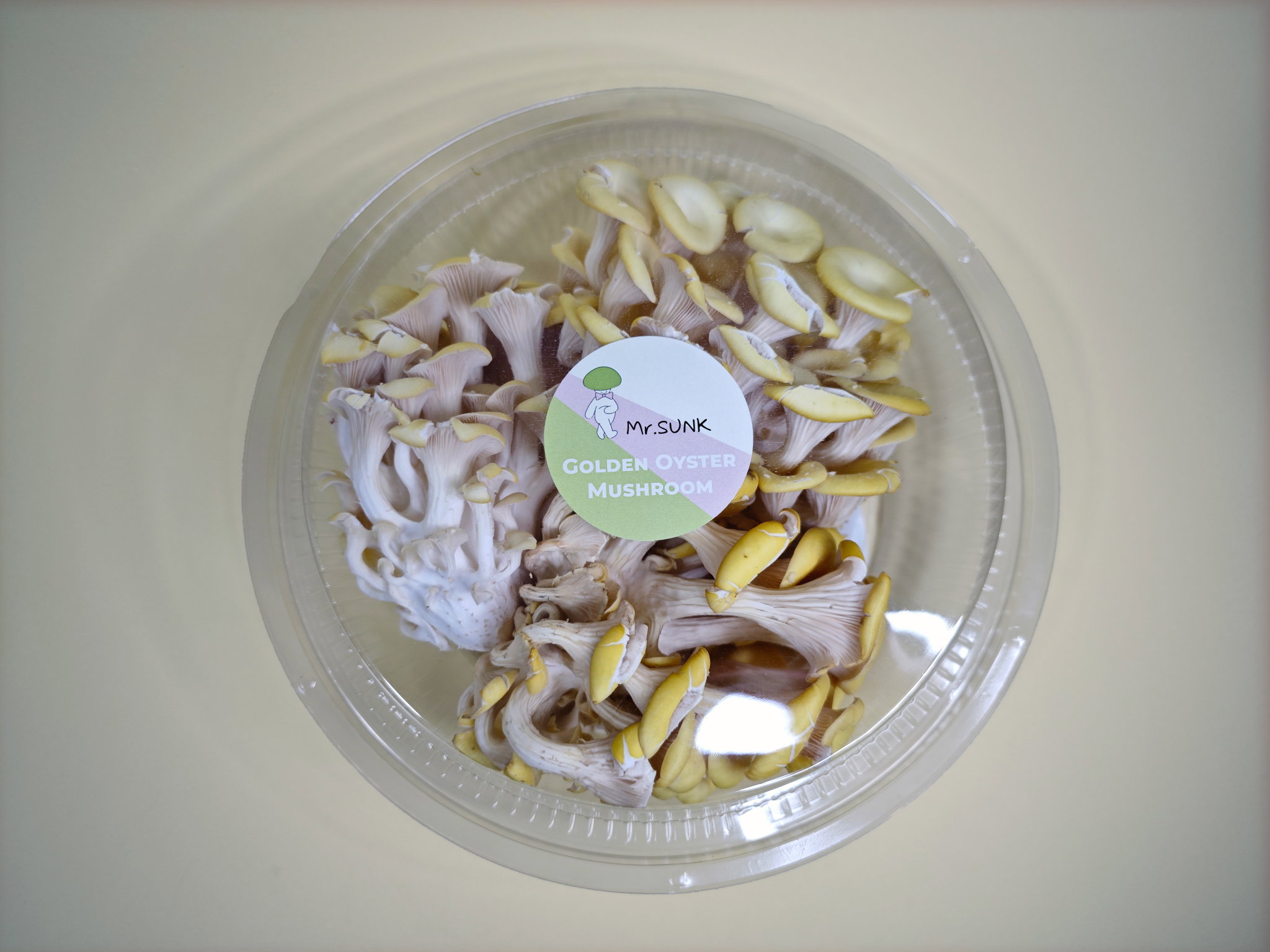 Yellow Oyster Mushroom_0