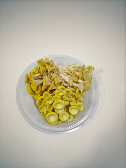 Yellow Oyster Mushroom