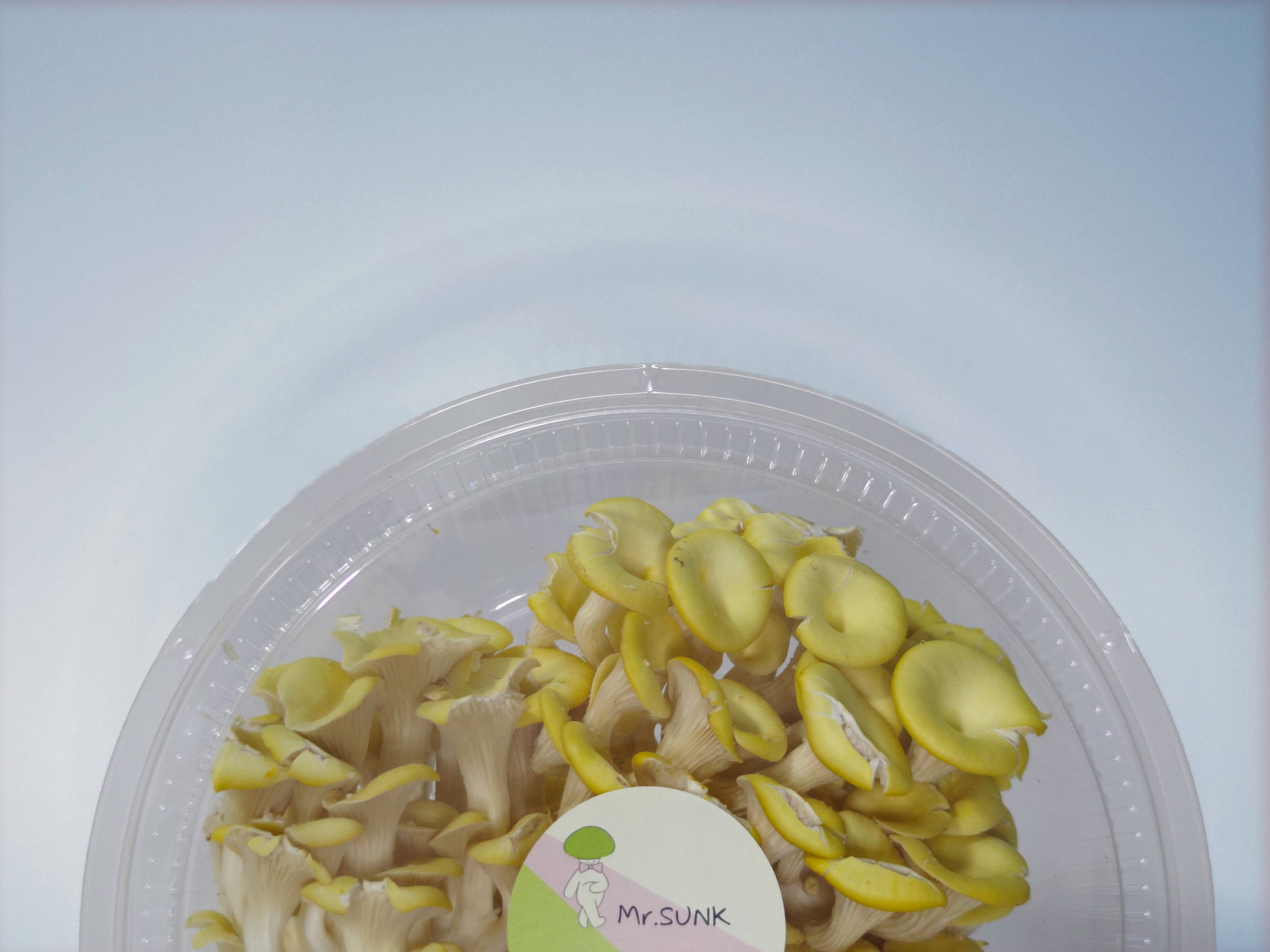Yellow Oyster Mushroom_1