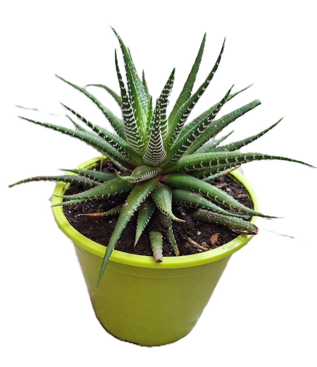 Planta Cebra/Haworthia Grande