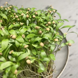 Coriandru (Cilantro) 