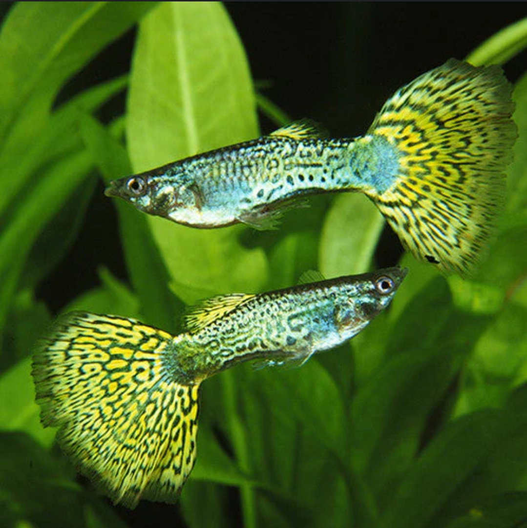 Green Cobra Guppies