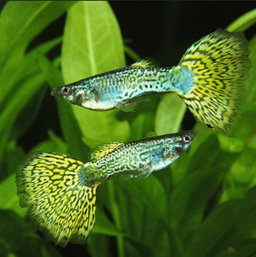Green Cobra Guppies