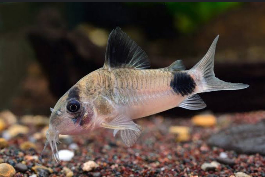 Panda Corydoras_0
