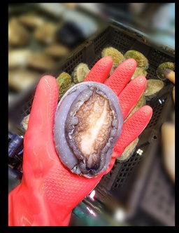 南非鮑魚🐚（隻）（5-6頭）