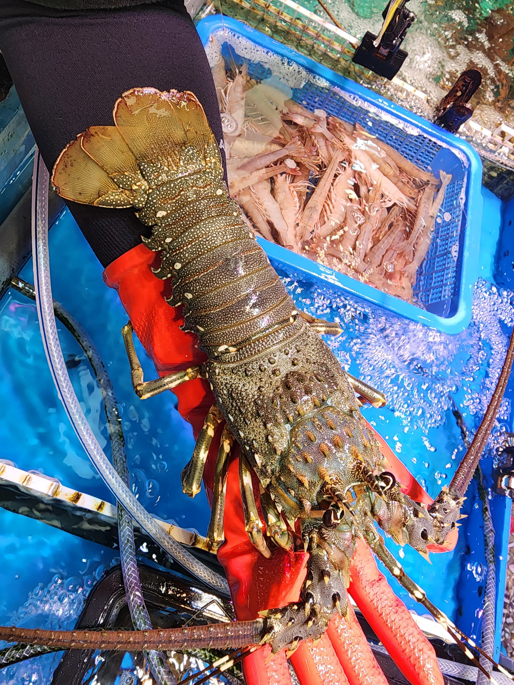 本地青龍🦞（約14兩 -1斤）（隻）_0