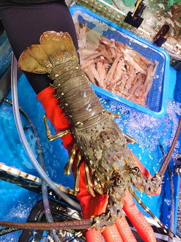 本地青龍🦞（約14兩 -1斤）（隻）