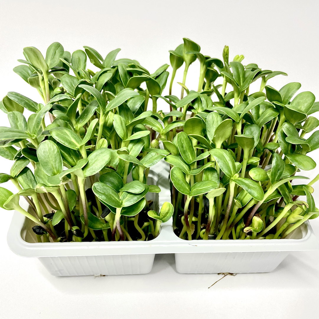 Floarea Soarelui
