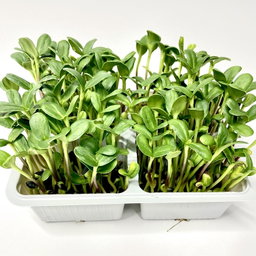 Floarea Soarelui 