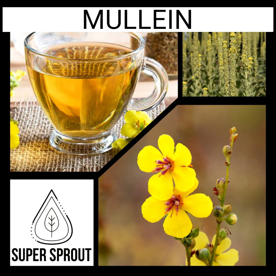 🌼MULLEIN🌼 x 100 seeds _2