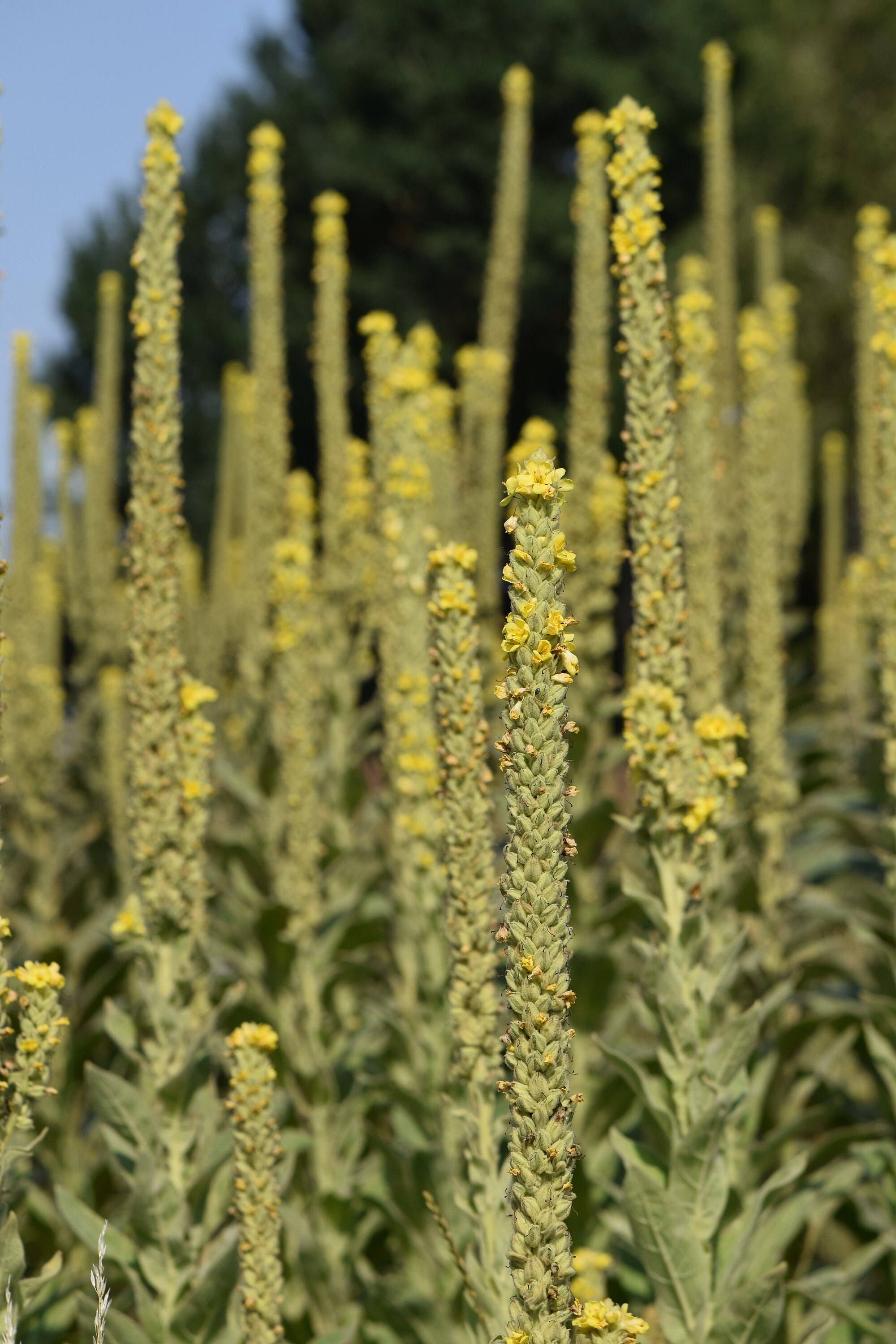 🌼MULLEIN🌼 x 100 seeds _3