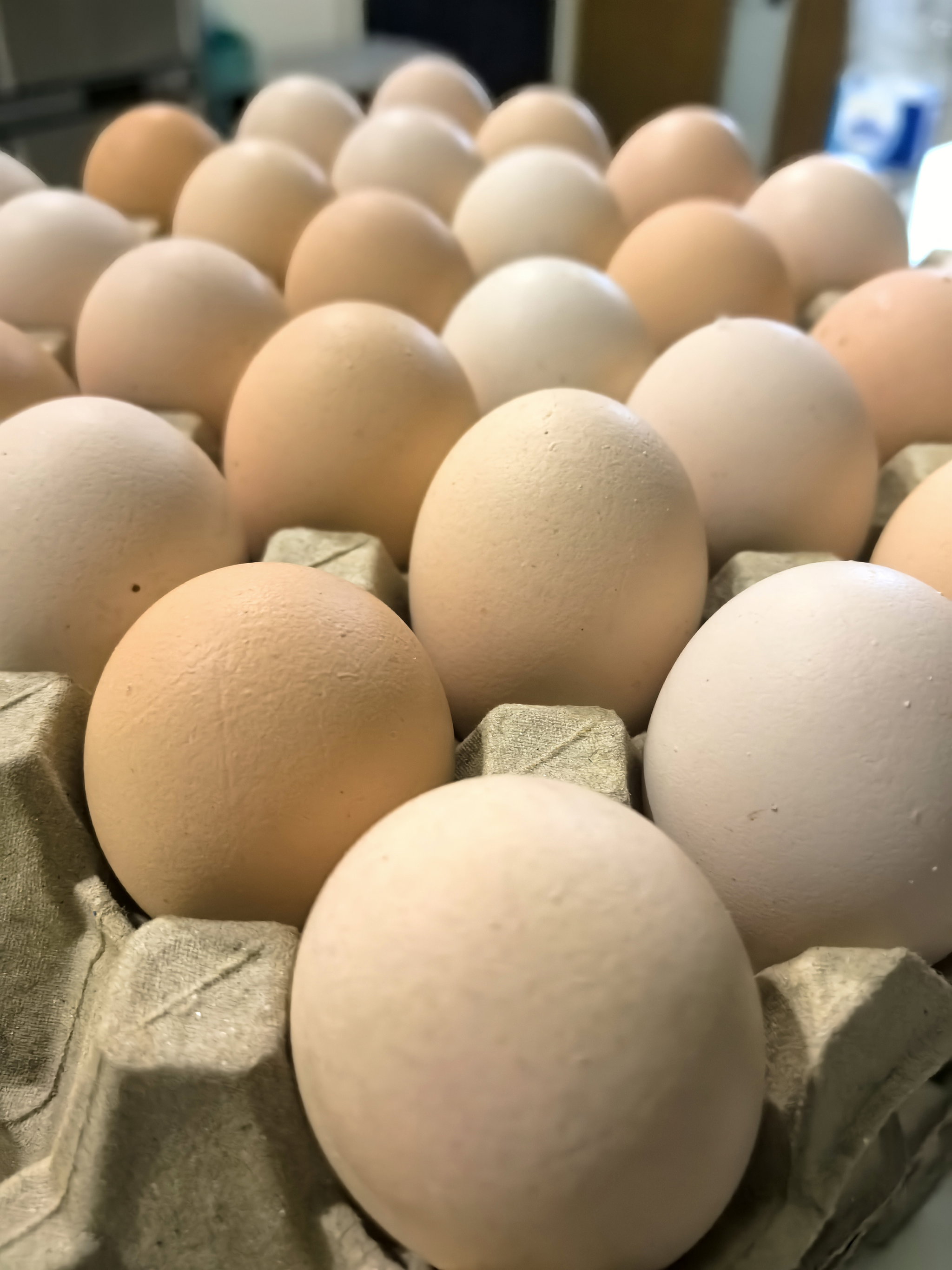 鸡蛋 egg _0