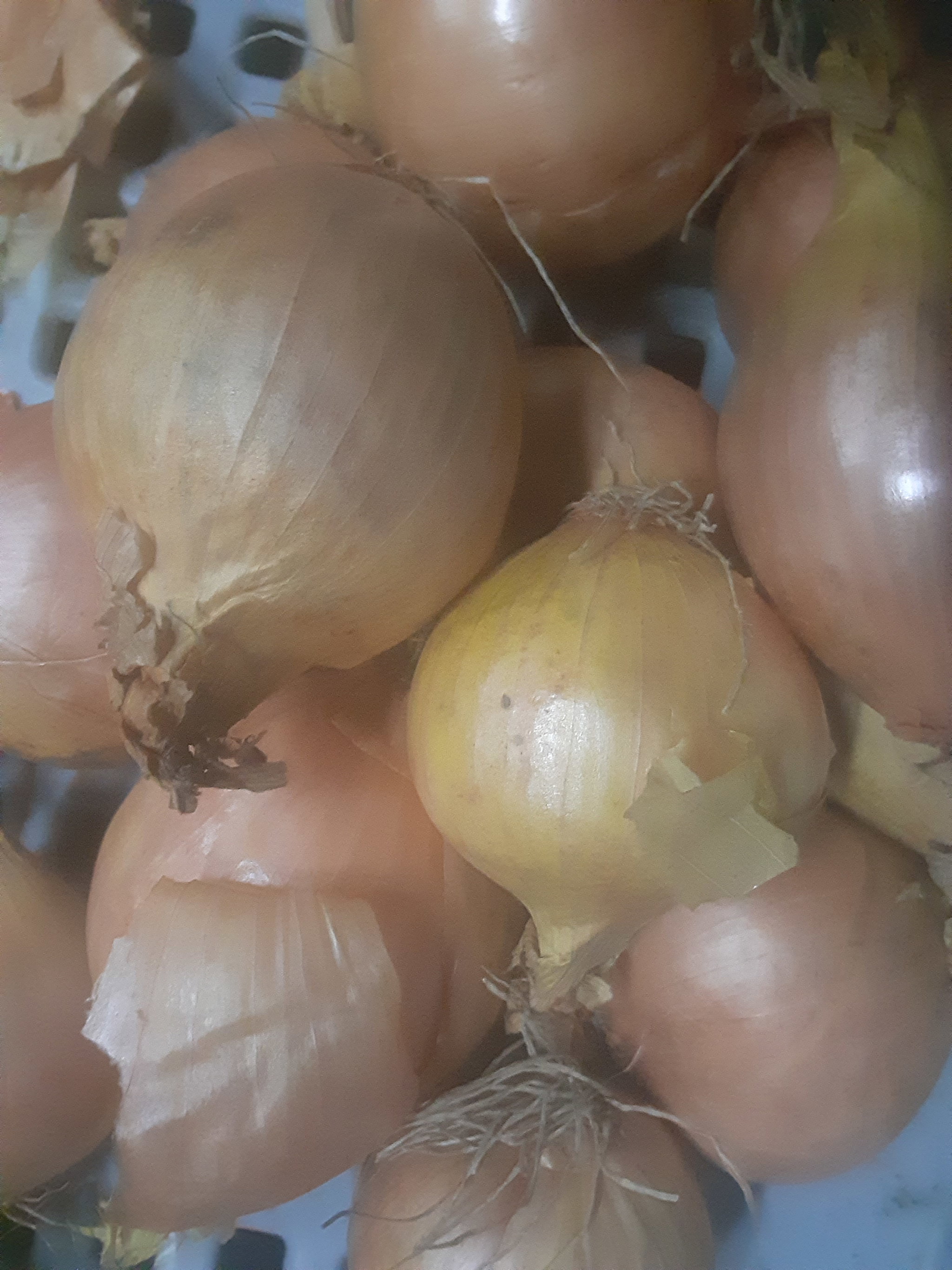 Onions_1