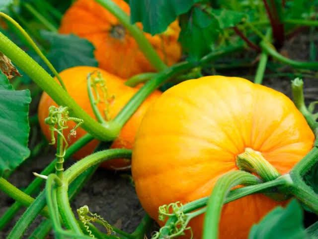 Pumpkin_0