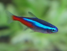 Fish