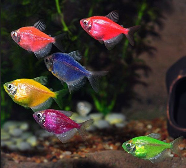 GMO Widow Tetra Mix