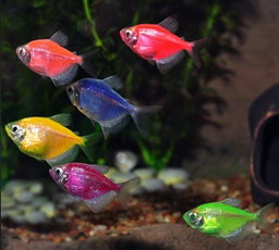 GMO Widow Tetra Mix