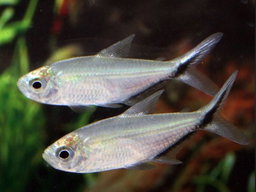 Costae Tetra