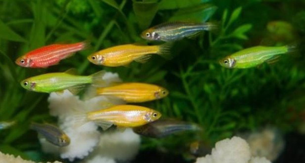 GMO Danio Tetra Mix_0