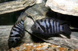 Convict Cichlid