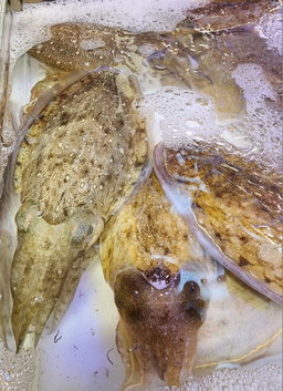 游水墨魚🦑(隻)(大/細size)