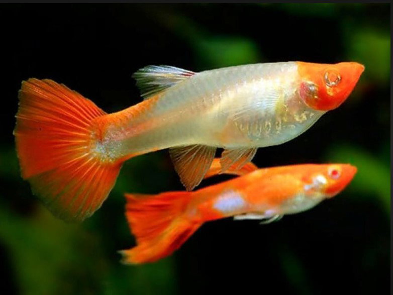 Koi Guppy_0