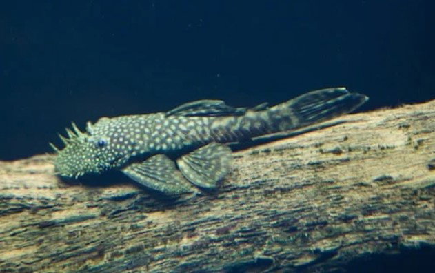 Common Bristlenose Pleco_0
