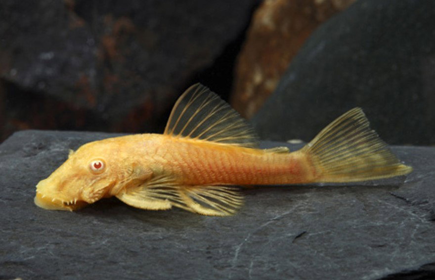 Albino Bristlenose Pleco_0