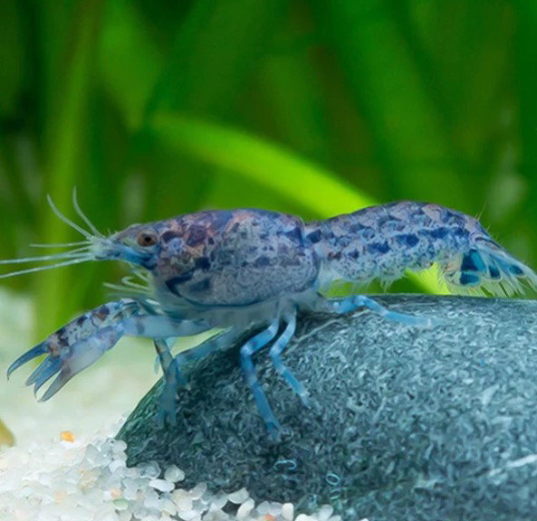 Dwarf Crayfish Blue_0