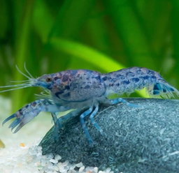 Dwarf Cray Fish