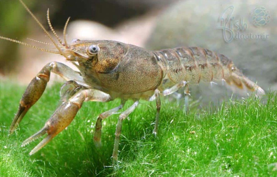 Dwarf Crayfish Bronze