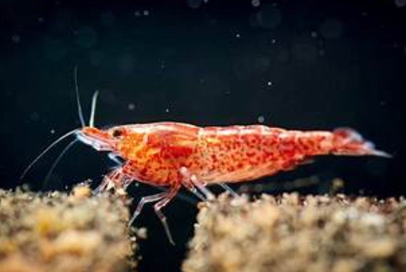 Cherry Shrimp