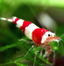 Crystal Red Shrimp