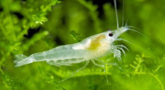 Snowball Shrimp