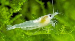 Snowball Shrimp
