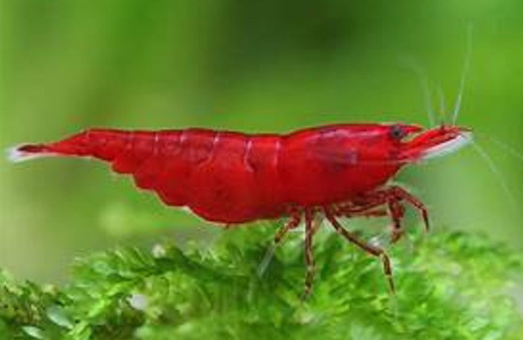 Bloody Mary Shrimp_0
