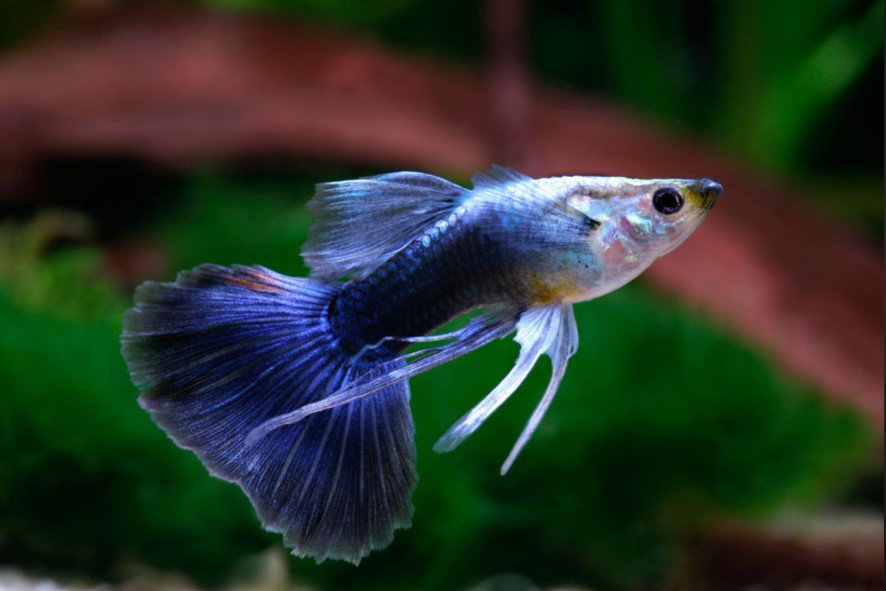 Tuxedo Guppy_0