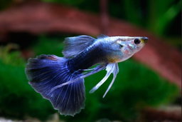 Tuxedo Guppy