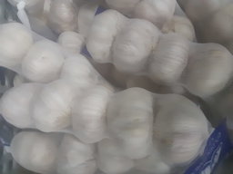Garlic