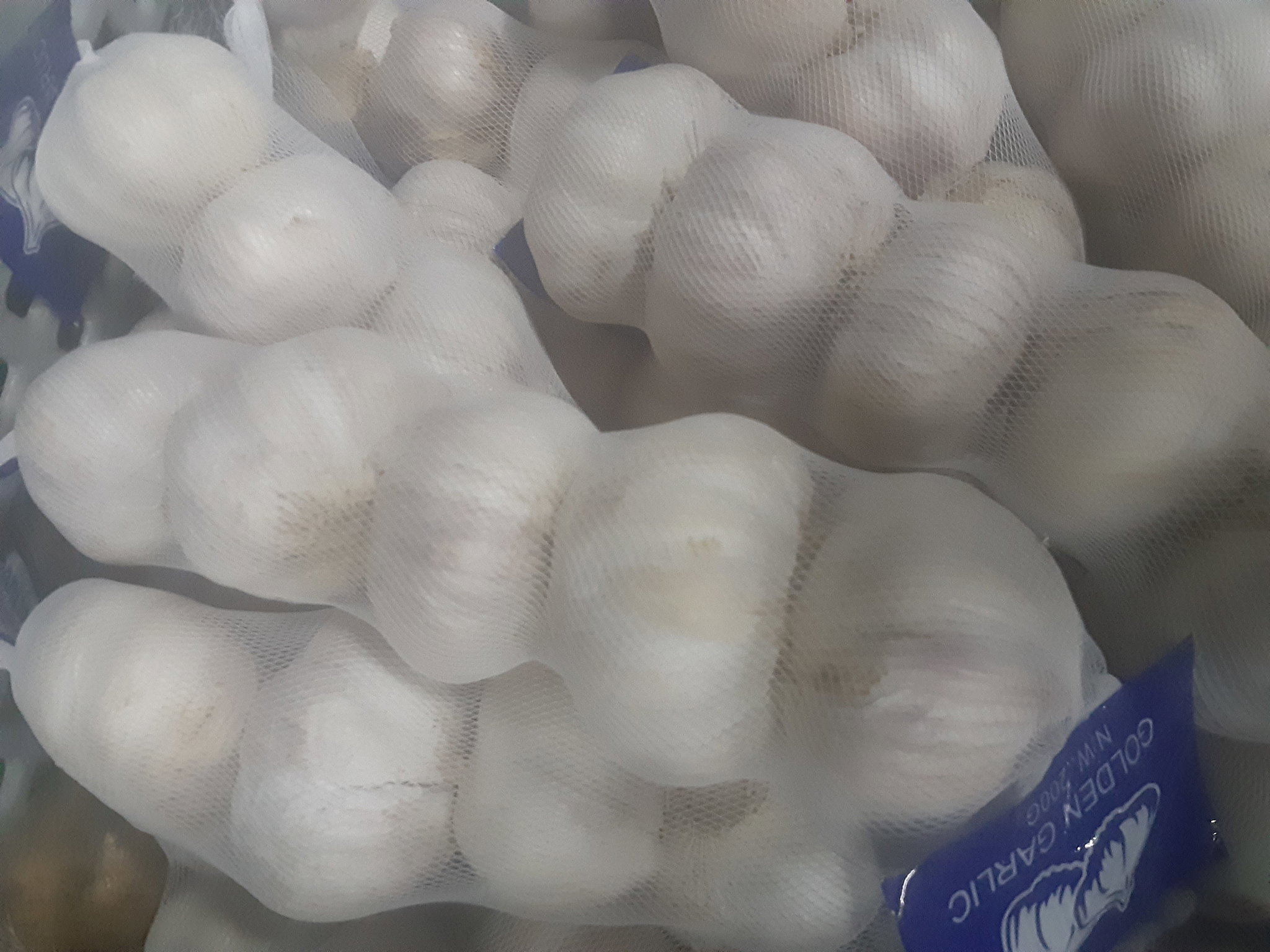 Garlic_2